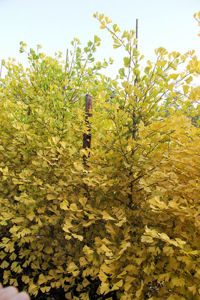 Picture of Ginkgo